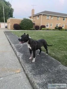 8 month old XL American Bully