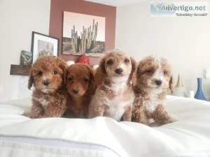 Beautiful F1B Cavapoo Puppies - READY NOW