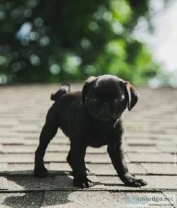 Amazing Pug Puppies