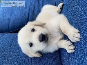 Golden Retriever Pups (Cream)