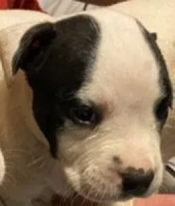 Puppies avalible male and female