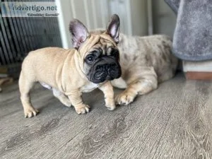 Big rope french bulldog