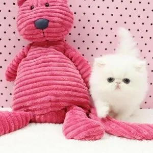 Persian kittens available for adoption