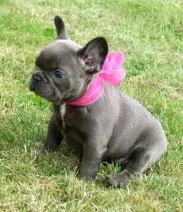 FRENCH BULLDOG PUPPIES