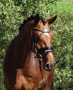 Fantastico Dressage Horses Online at Best Prices