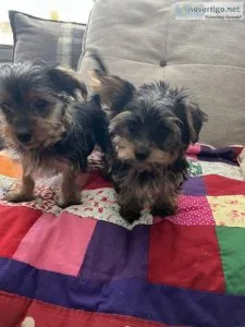 Yorkshire Terrier puppies looking for their forever home