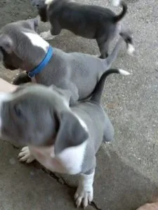 Pitbull Puppies For Adoption