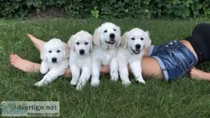 Pure White Golden Retriever Puppies English Cream