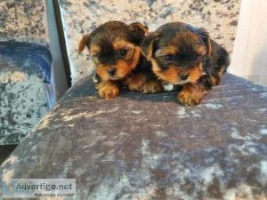 Amazing Yorkshire terrier puppies 2 girls 2 boys