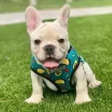 French Bulldog Puppies For Sale