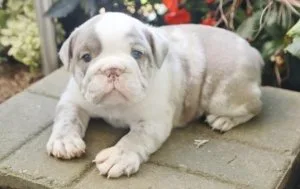 ENGLISH BULLDOG PUPPY