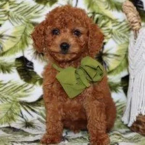 Poodle Puppies For Sale