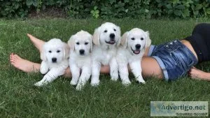 All White Golden Retriever Puppies English Cream