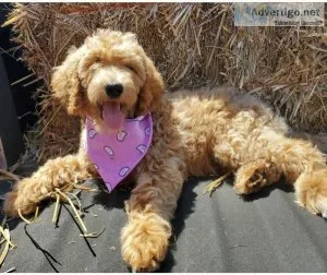 F1b Goldendoodles