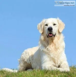 Get The Best English Cream Golden Retriever only With GoldWynns