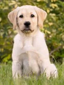 All dog breeds are available for sell