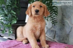 Rambo Golden Retriever