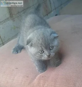 Scottish fold kittens available