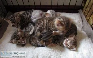 Bengal Kittens can be seen now