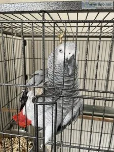 African Grey Congo - 1 years old