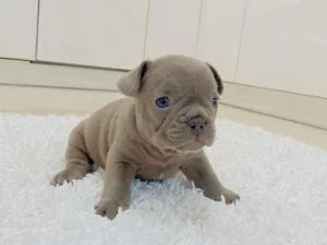 FRENCH BULLDOG AVAILABLE