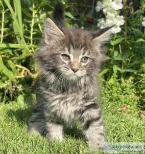 7 Maine coon cross kittens tabby s and gingers