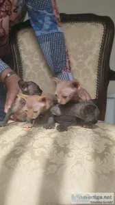 Sphynx Kittens Beautiful colours