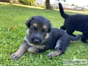 GERMAN SHEPHERD HOMEBRED QUALITY PUPPIES