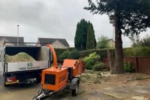 Fast and Effective Tree Removal Service In Aberdeen