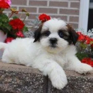 Shih Tzu Puppies For Sale