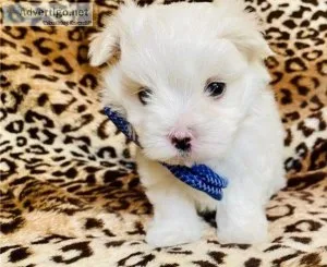 Beautiful male and female Maltese puppies ready for their foreve