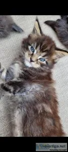 maine coon pedigree gccf kittens for sale