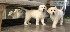 Breathtaking White Golden Retriever Puppies