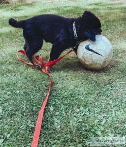 fdvfgfbd Lovely Rottweiler Puppies for sale
