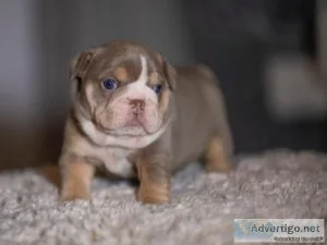 smart English bulldog puppies