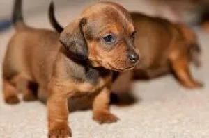 Stunning Miniature Dachshund pups