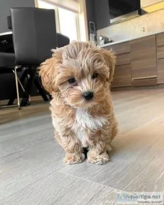 Blessed AKC reg. Maltipoo Puppies for sale.