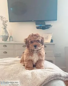 Special little shihpoo puppies