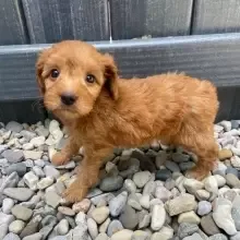 Goldendoodle Puppies For Sale