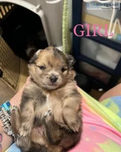 CKC registered Merle Pomeranians
