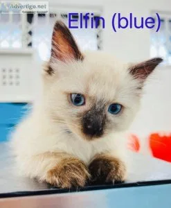 Ragdoll kittens are looking for home