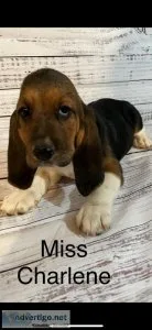 Basset Hound PUPPIES