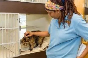 Pet Hotel Center in McLean VA