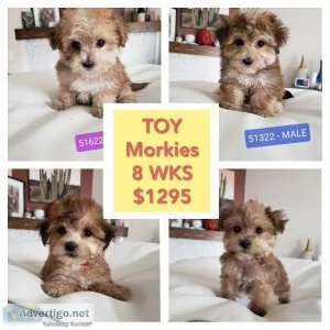 Beautiful TOY Morkie  Yorktese Puppies - READY NOW