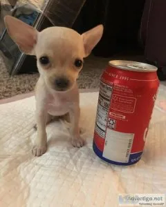 7 week old teacup chihuahua