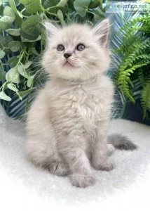 Pedigree Registered Ragdoll Kittens