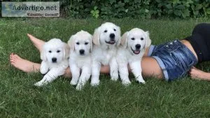 All White Golden Retriever English Cream