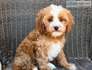 sdcf cute F1 cavapoo pups