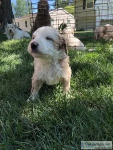 Multigeneration Goldendoodle Puppies