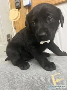 German Sheprador Pups for Sale